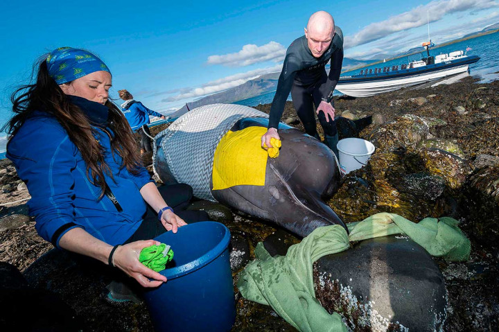 Penjaga pantai dan aktivis lingkungan terus membahasi paus hidung botol yang terdampar agar tetap bertahan hidup.