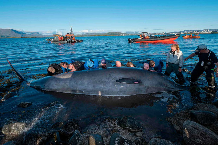 Dua ekor paus botol terdampar di Pulau Engey, dekat  Reykjavik. Belum diketahui penyebab terdamparnya dua mamalia laut tersebut.