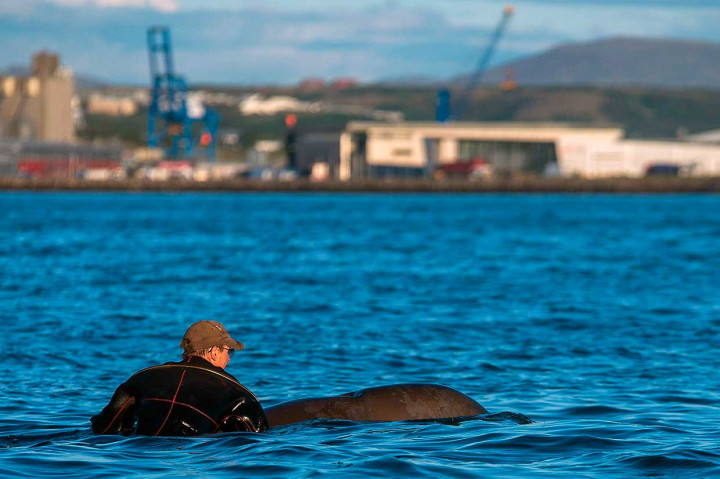 Seekor paus bisa diselamatkan dan kembali berenang ke laut, sementara satu lainnya mati.