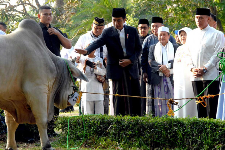 Usai menjalankan Salat Iduladha, Presiden juga menyerahkan hewan kurban berupa sapi peranakan ongol berbobot 1,3 ton kepada pengurus Masjid Baitul Faizin Cibinong.