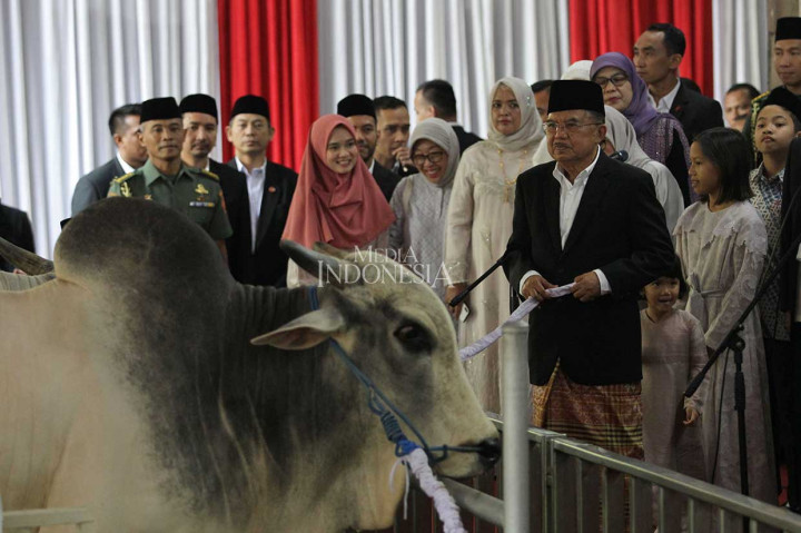 Presiden Joko Widodo dan Wapres Jusuf Kalla masing-masing berkurban seekor sapi dengan berat sekitar 1,5 ton untuk setiap hewan kurbannya. MI/Pius Erlangga