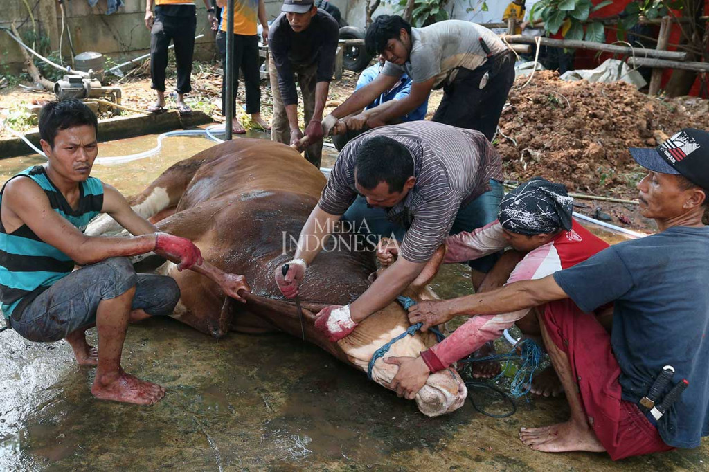 Petugas yang tergabung dalam kepanitiaan penyembelihan hewan kurban Media Group, memotong seekor sapi kurban di halaman parkir Media Group, Kedoya, Jakarta Barat, Rabu, 22 Agustus 2018.