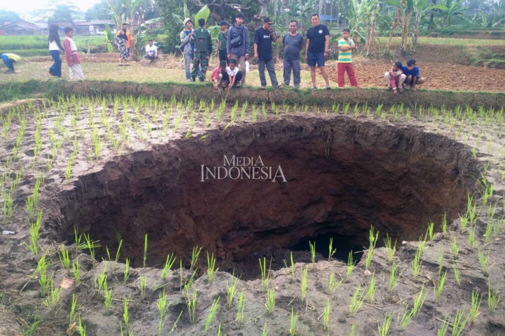 Kepala Desa Sukamaju, Hermawan, mengatakan bukan tanpa sebab amblesnya lahan sawah hingga membentuk lingkaran dan lubang. Dulunya, kata dia, di bawah lahan sawah itu bekas saluran air. 