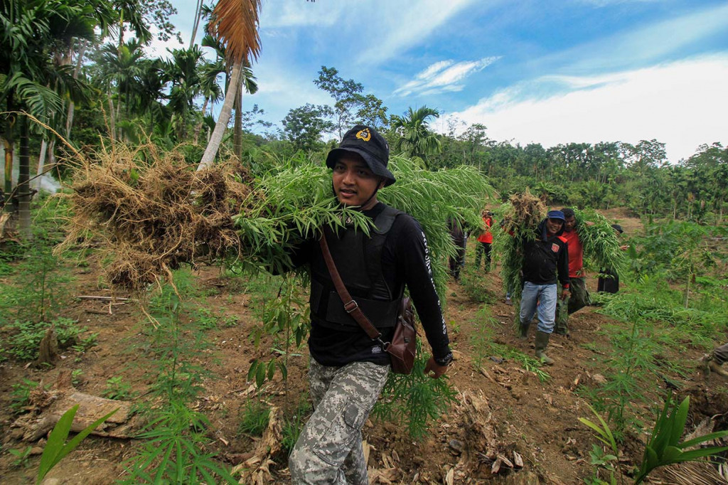 Personel Polisi Satuan Narkoba Polres Lhokseumawe mengangkut tanaman ganja untuk barang bukti, dari ladang seluas 1 hektar dalam operasi pemusnahan ladang ganja di perbukitan Desa Lancok, Sawang, Aceh Utara.