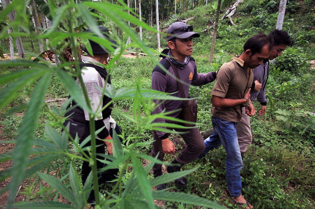 Seorang pemilik kebun ganja MY (32) diringkus Polisi Satuan Narkoba Polres Lhokseumawe dalam operasi ladang ganja di perbukitan Desa Lancok, Sawang, Aceh Utara, Aceh\. Selain berhasil meringkus pemilik ladang ganja, Polisi menangkap dua pengedar D (23), A (29) yang memasarkan ganja langsung dari pemilik kebun dan seorang pemakai I (29) dalam operasi itu.
