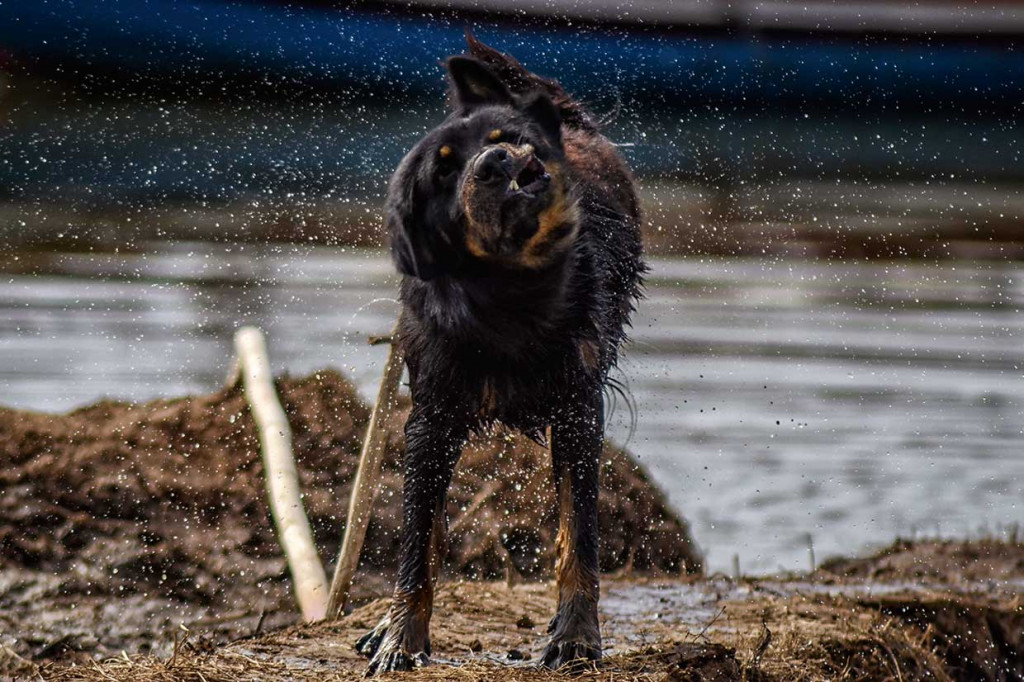 Tidak hanya warga, sejumlah hewan turut merasakan dampak surutnya genangan. Di siang hari yang panas, anjing liar di sisi waduk menenggelamkan diri ke dalam genangan air. Burung kuntul juga beterbangan bebas diantara ranting-ranting yang kering.