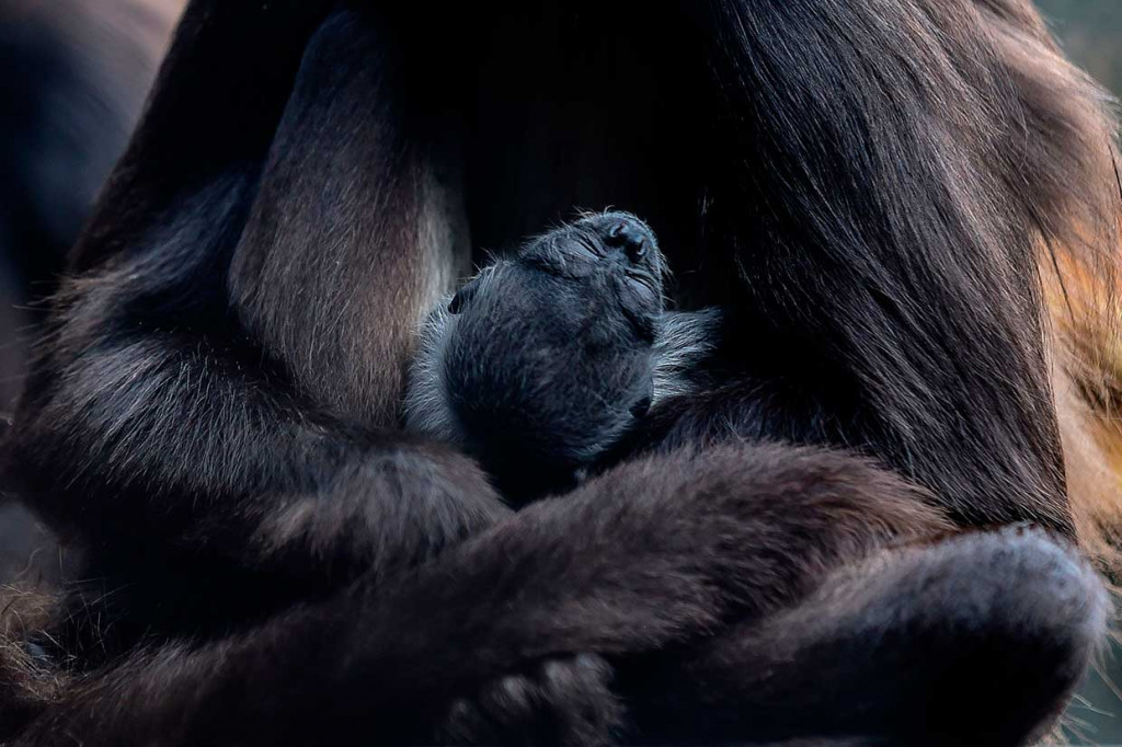 Monyet berambut hitam itu beratnya sekitar satu kilogram (2,2 pon) dan tinggi sekitar 20 sentimeter (delapan inci). Ini adalah kelahiran ketiga di kebun binatang tersebut sejak 2012.