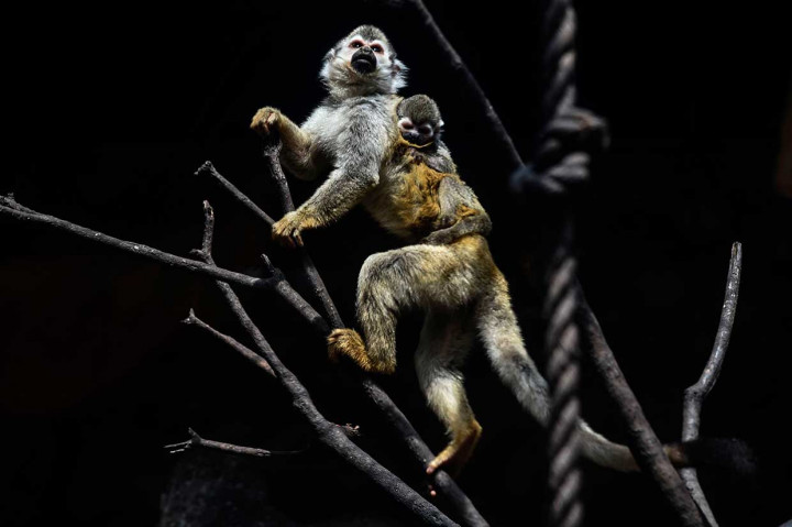 Kebun Binatang San Fe sekarang memiliki 20 monyet laba-laba, dan mengharapkan jumlahnya terus meningkat karena satu jantan dan beberapa betina tengah dalam kondisi subur.