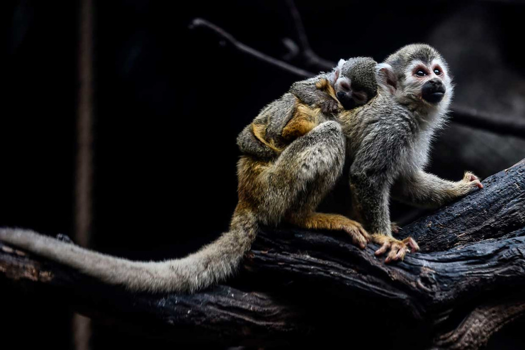 Monyet laba-laba, yang habitat alaminya adalah hutan hujan tropis, termasuk di antara 25 primata paling terancam di dunia.