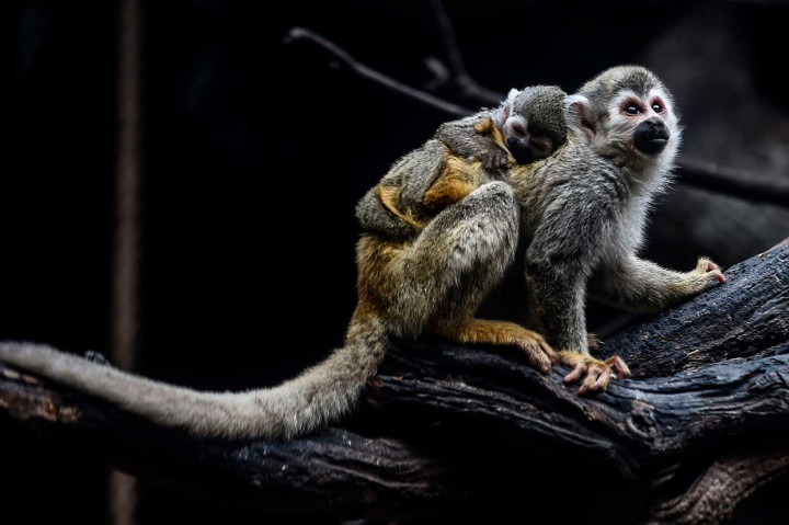 Monyet laba-laba, yang habitat alaminya adalah hutan hujan tropis, termasuk di antara 25 primata paling terancam di dunia.