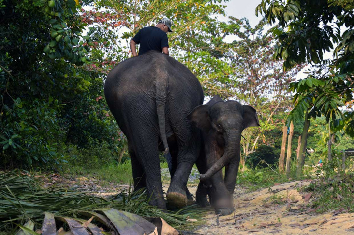 Anak gajah yang diperkirakan berusia empat tahun tersebut dievakuasi dari area konsesi hutan tanaman industri PT Riau Andalan Pulp and Paper wilayah Mandau, Kabupaten Siak.
