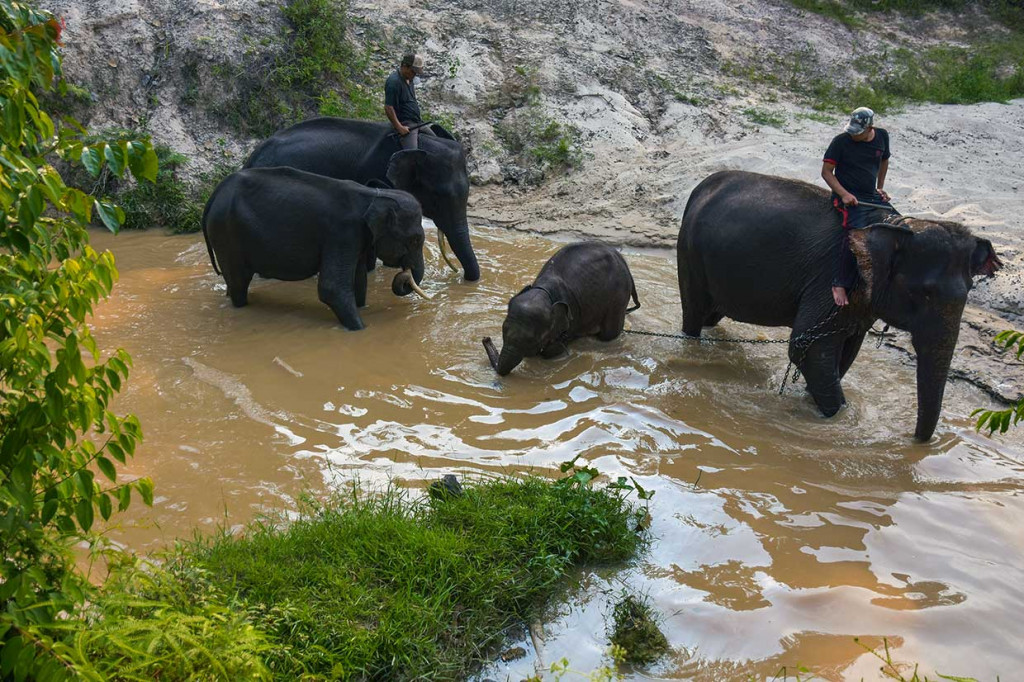 Proses evakuasi gajah yang dilakukan Tim Rescue BBKSDA yang dibantu oleh PT RAPP berjalan lancar pada Kamis, 13 September. Anak gajah yang kemudian diberi nama 'Intan' itu, kini sudah berada di Pusat Latihan Gajah Riau di Minas, Kabupaten Siak.