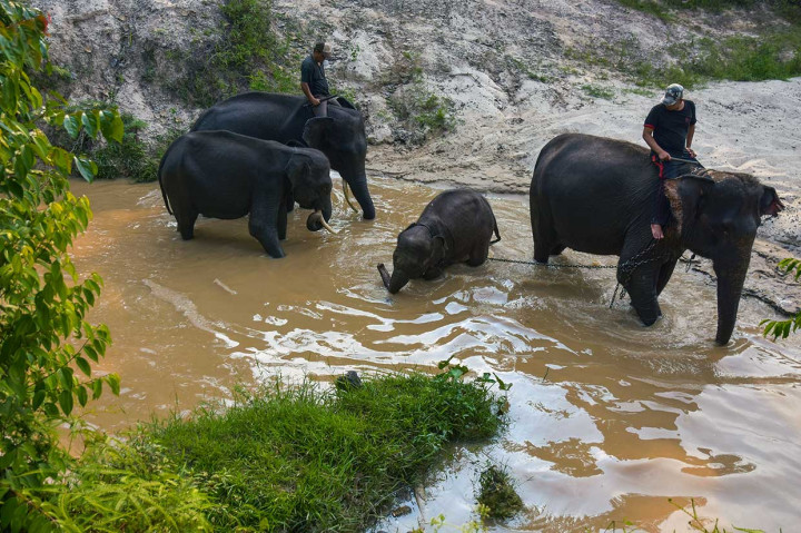 Proses evakuasi gajah yang dilakukan Tim Rescue BBKSDA yang dibantu oleh PT RAPP berjalan lancar pada Kamis, 13 September. Anak gajah yang kemudian diberi nama 'Intan' itu, kini sudah berada di Pusat Latihan Gajah Riau di Minas, Kabupaten Siak.