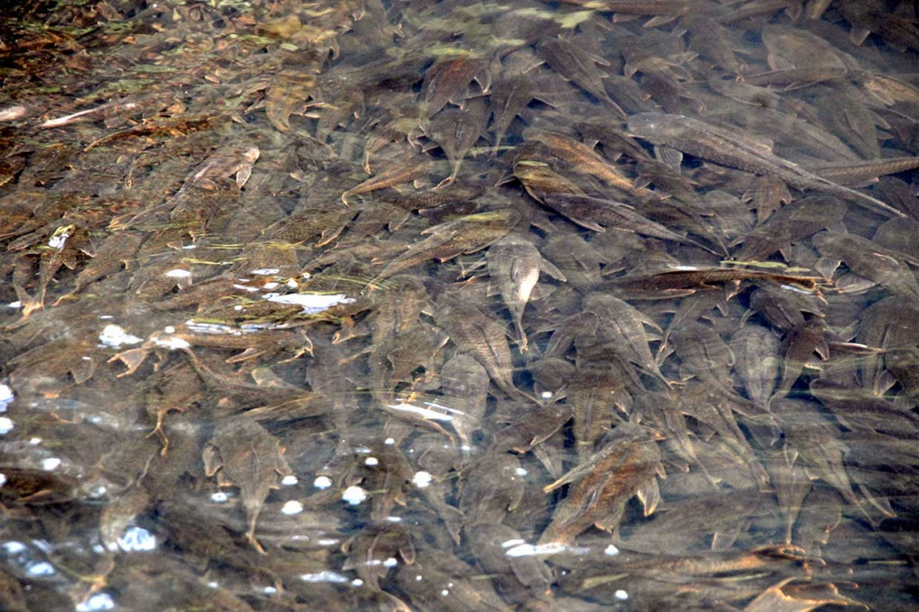 Menurut Dinas Lingkungan Hidup (DLH) Kabupaten Bogor, Sungai Cileungsi tercemar limbah detergen, minyak, dan total suspended solid (TSS) dari pabrik, yang menyebabkan sungai berwarna hitam dan bau. Akibatnya, ikan-ikan yang ada di aliran tersebut mabuk dan banyak yang mati.