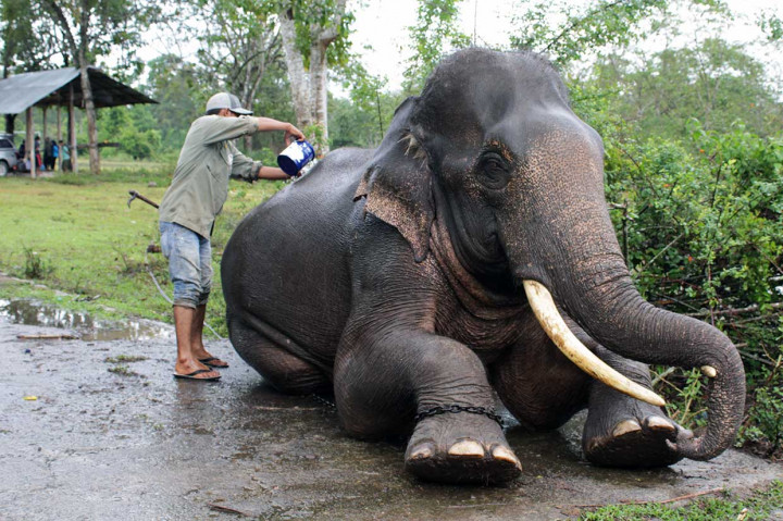 Sebelum dilakukan pengobatan, gajah sumatra tersebut dimandikan terlebih dahulu.