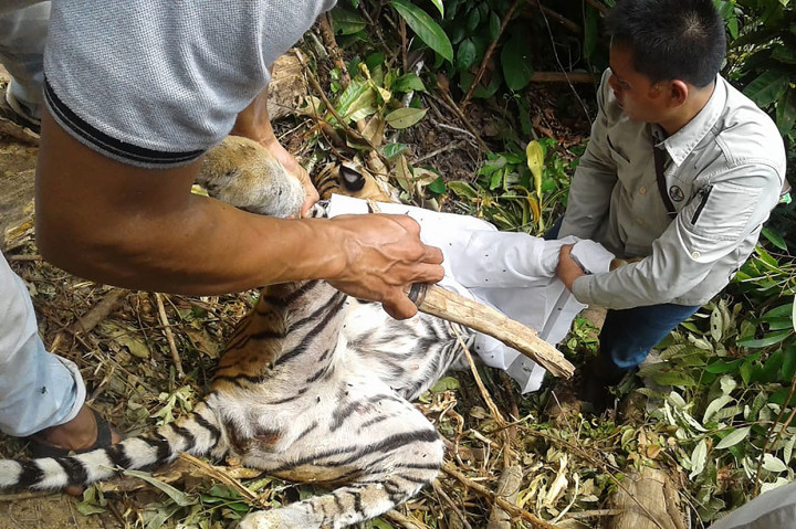 Tim BKSDA menemukan harimau tersebut setelah mendapat informasi dari masyarakat pada 25 September 2018. Tim langsung ke lokasi, namun tidak menemukan harimau. Afp Photo/Wahyudi