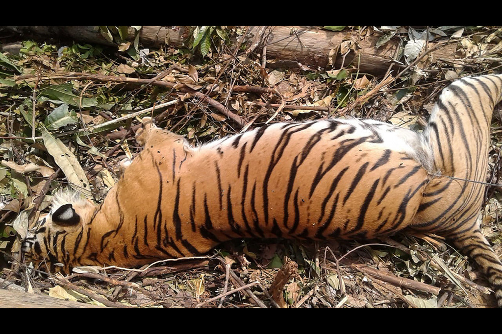Tim BKSDA menemukan harimau tersebut setelah mendapat informasi dari masyarakat pada 25 September 2018. Tim langsung ke lokasi, namun tidak menemukan harimau. Afp Photo/Wahyudi