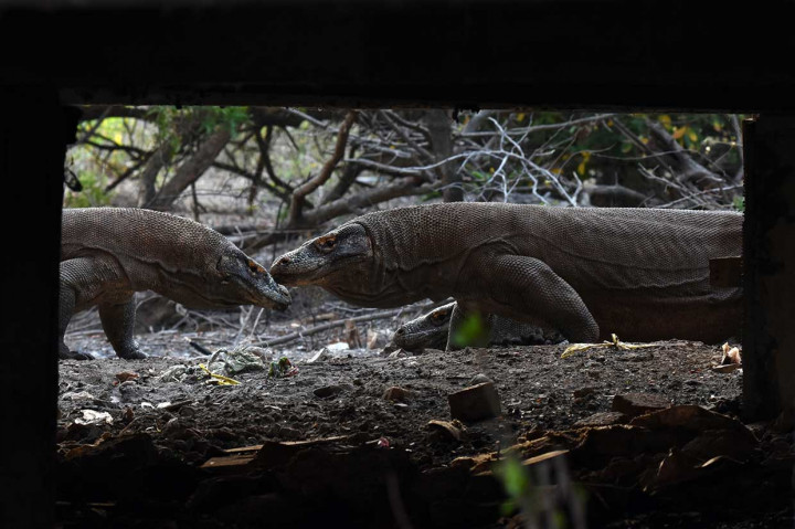Pulau Rinca yang merupakan zona inti Taman Nasional Komodo dihuni lebih dari 1.500 ekor komodo, sementara di Pulau Komodo populasinya berjumlah sekitar 1.300 ekor.