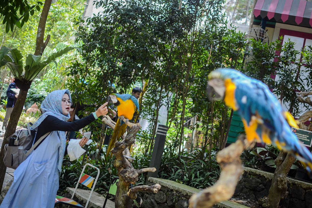 Pengunjung memberi pakan untuk burung makaw biru kuning (Ara arauna) di Wisata Taman Burung Bird & Bromelia Pavilion, Bandung, Jawa Barat, Sabtu, 20 Oktober 2018.