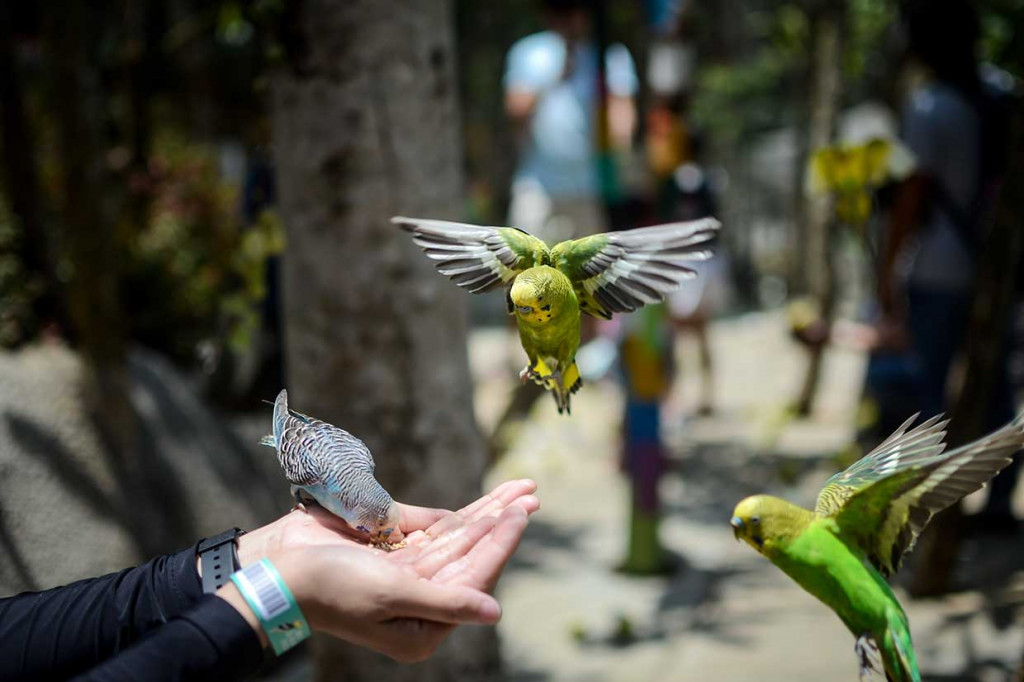 Pengunjung memberi pakan untuk burung Parkit (Melopsittacus undulatus) di Wisata Taman Burung Bird & Bromelia Pavilion, Bandung. Selain burung ada juga hewan lainnya seperti kelinci, angksa, ayam, dan ikan.