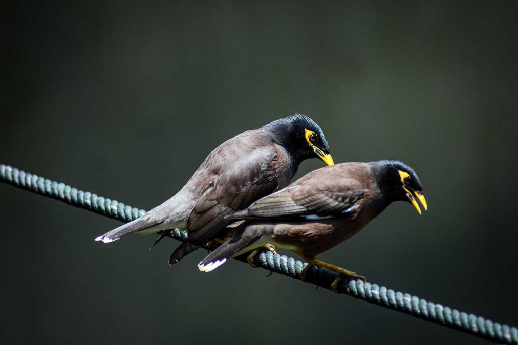 Bird & Bromelia Pavilion yang memiliki 300 jenis burung  dari 50 spesies berbeda yang berasal berbagai wilayah di Indonesia dan luar negeri tersebut merupakan wisata edukasi baru untuk mengenalkan jenis burung pada keluarga.