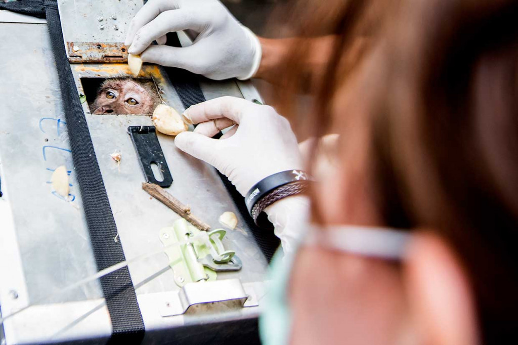 Petugas Jakarta Animal Aid Network memberi makan monyet ekor panjang (Macaca fascicularis) eks topeng monyet sebelum dilepasliarkan di Bandung, Jawa Barat, Jumat, 26 Oktober 2018. 