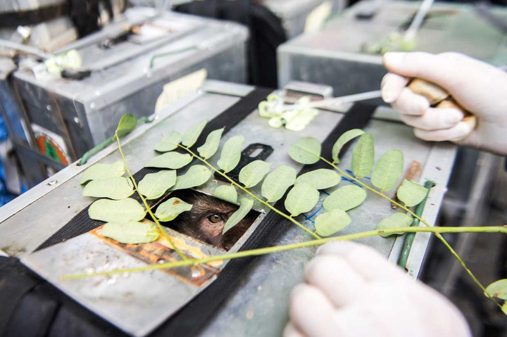 Sebanyak 17 ekor monyet ekor panjang dilepasliarkan kembali ke habitatnya di Cagar Alam Gunung Tilu, Kecamatan Pasir Jambu, Kabupaten Bandung.