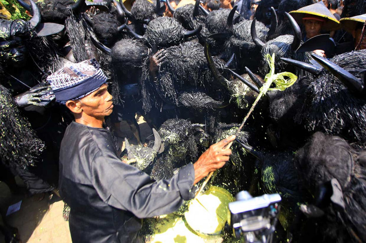 Selain itu, mereka juga meminta agar hujan segera turun, setelah musim kemarau sehingga mereka bisa melanjutkan bercocok tanam. Masyarakat setempat meyakini, jika tradisi Kebo-Keboan tidak digelar maka akan terjadi musibah di daerahnya.