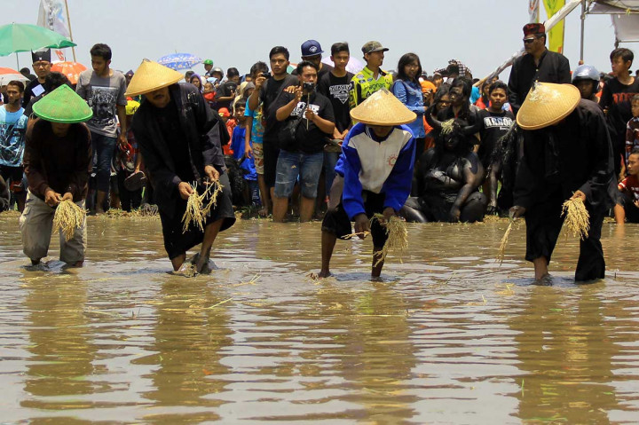 Setelah sampai di area persawahan, ritual dilanjutkan dengan menanam padi oleh para petani. Mereka berdoa di tengah kubangan sawah, kemudian Dewi Sri memberikan restu dan berkah ke bibit padi yang akan disebarkan ke kubangan sawah.