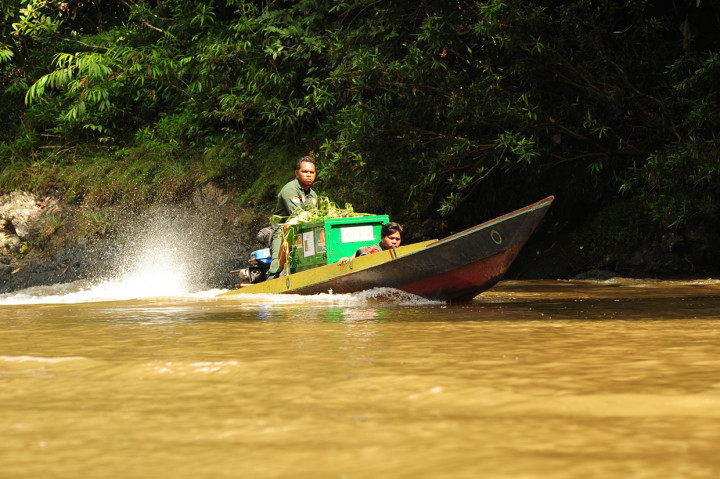 Sejumlah anggota tim Center for Orangutan Protection (COP) membawa kandang berisi Orangutan yang akan dilepasliarkan dengan menggunakan perahu cepat di Sungai Lejak, Kabupaten Berau, Kalimantan Timur.