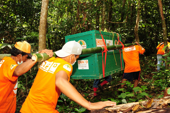 Sejumlah anggota tim Center for Orangutan Protection (COP) membawa kandang berisi Orangutan yang akan dilepasliarkan di Hutan Lindung Sungai Lesan, Kabupaten Berau, Kalimantan Timur.