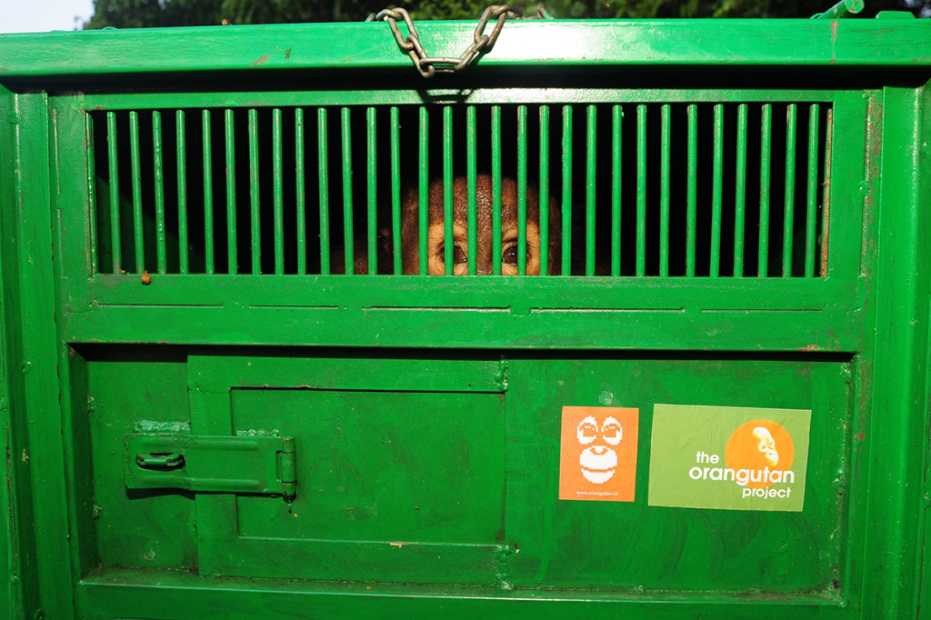 Dua individu Orangutan (Pongo pygmaeus morio) bernama Novi dan Leci yang telah menjalani rehabilitasi di Pusat Rehabilitasi Orangutan COP Borneo Kaltim, dilepasliarkan di Hutan Lindung Sungai Lesan oleh Ditjen Konservasi Sumber Daya Alam Ekosistem (KSDAE) bersama COP.