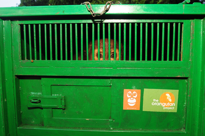 Dua individu Orangutan (Pongo pygmaeus morio) bernama Novi dan Leci yang telah menjalani rehabilitasi di Pusat Rehabilitasi Orangutan COP Borneo Kaltim, dilepasliarkan di Hutan Lindung Sungai Lesan oleh Ditjen Konservasi Sumber Daya Alam Ekosistem (KSDAE) bersama COP.