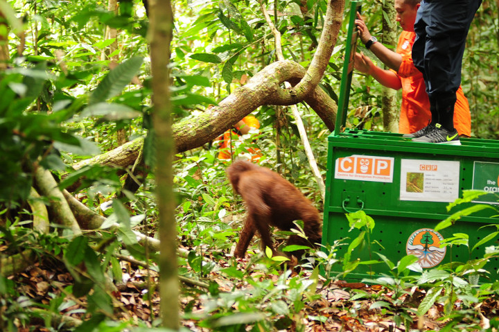Satu dari dua individu Orangutan keluar dari kandang saat dilepasliarkan di Hutan Lindung Sungai Lesan, di Kabupaten Berau, Kalimantan Timur.