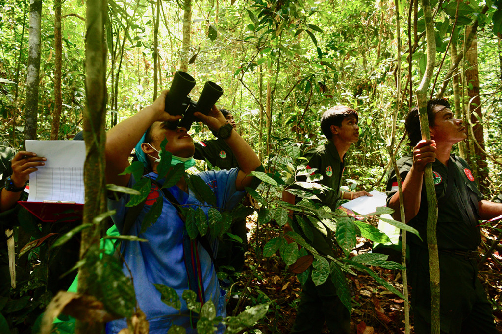Sejumlah anggota tim Center for Orangutan Protection (COP) melakukan proses pemantauan terhadap dua individu Orangutan yang telah dilepasliarkan di di Hutan Lindung Sungai Lesan, di Kabupaten Berau, Kalimantan Timur.