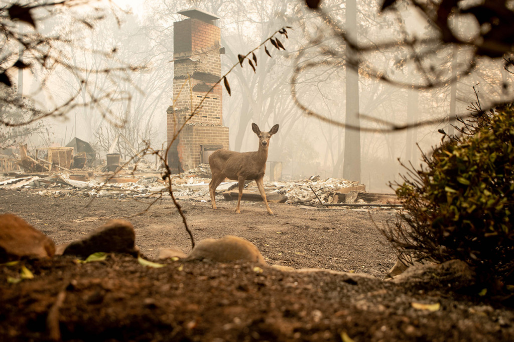 Kebakaran hutan ini memaksa otoritas setempat merilis perintah evakuasi untuk sekitar seperempat juta orang di wilayah Ventura dan Los Angeles juga di kawasan terkenal Malibu, California Selatan. Afp Photo/Josh Edelson