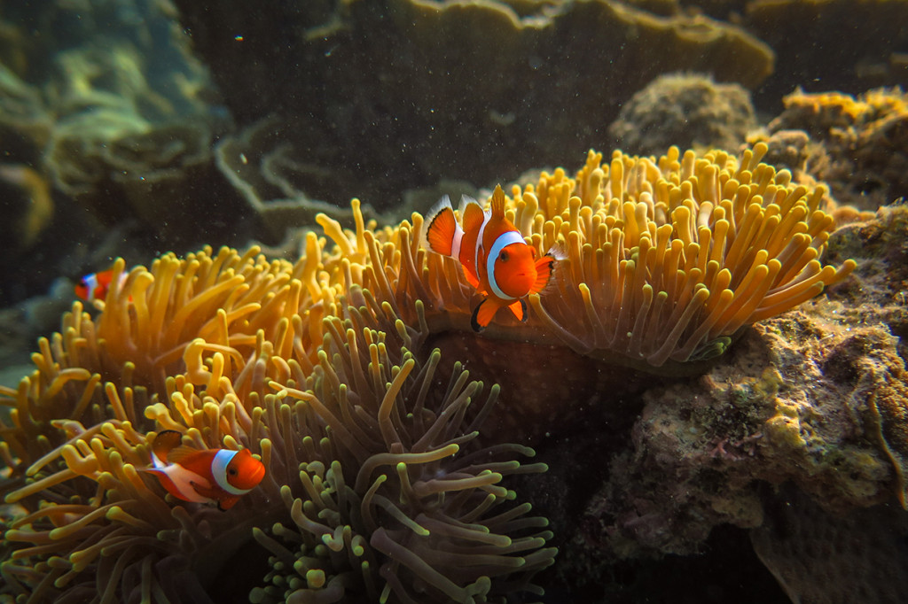 Selain pantai, panorama bawah laut dengan gugusan terumbu karang yang masih terjaga dan alami juga menjadi daya tariknya.  Karimunjawa adalah rumah bagi terumbu karang, hutan bakau, serta hampir 400 spesies fauna laut, di antaranya 242 jenis ikan hias.