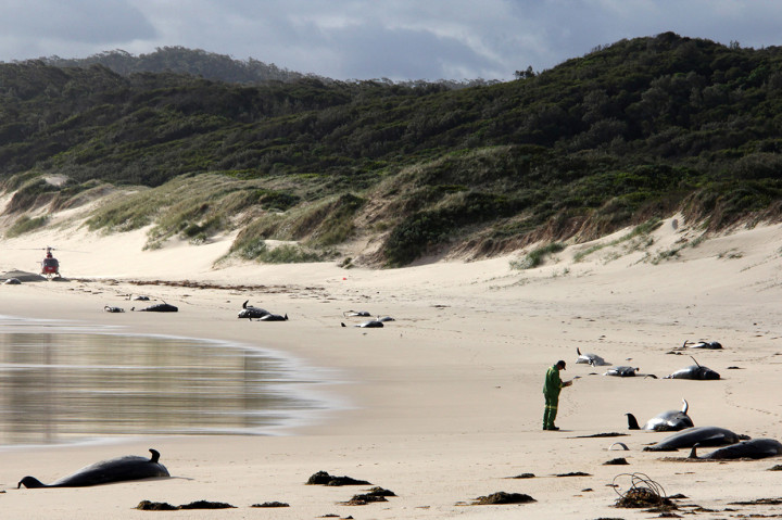 Terdamparnya puluhan ekor paus ini ditemukan seorang pilot yang menerbangkan pesawat pribadi di atas Taman Nasional Croajingolong di negara bagian Victoria, Selasa, 27 November 2018, sore.
