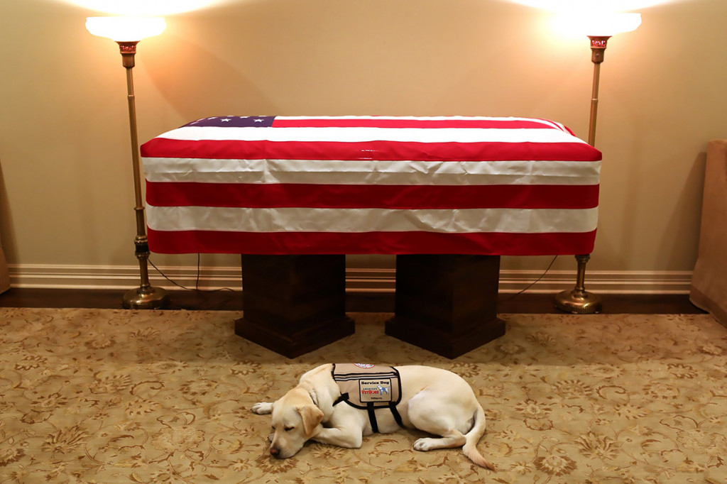 Sully, hewan peliharaan Bush Senior ini tampak setia menanti sang tuan Mantan Presiden AS George HW Bush hingga ke peti matinya. Afp Photo/Evan Sisley