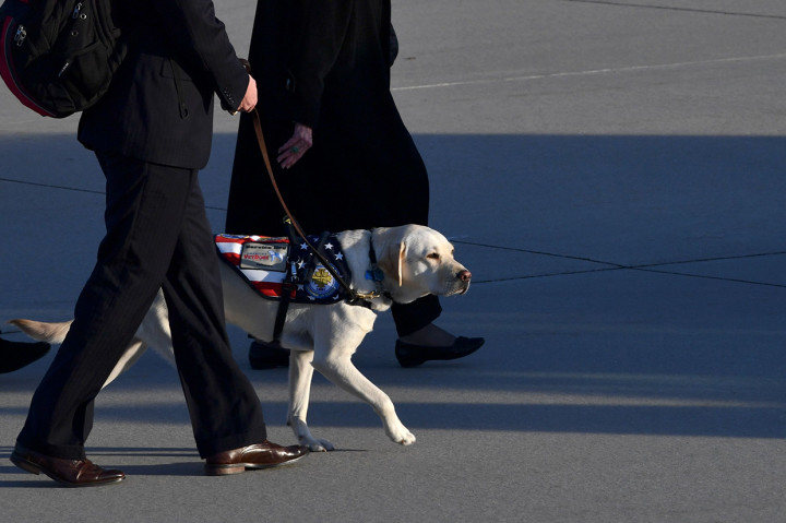 Potret Sully itu diunggah oleh akun Facebook resmi America's VetDogs, lembaga yang merawat anjing tersebut sejak lahir. Afp Photo/Nicholas Kamm