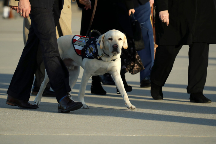 Anjing jenis labrador itu memang dirawat VetDogs untuk program bagi narapidana agar bisa mengajarkan kemampuan dasar pada binatang. Namun, pada bulan Juni lalu, Sully diberikan kepada Bush senior. Afp Photo/Mark Wilson
