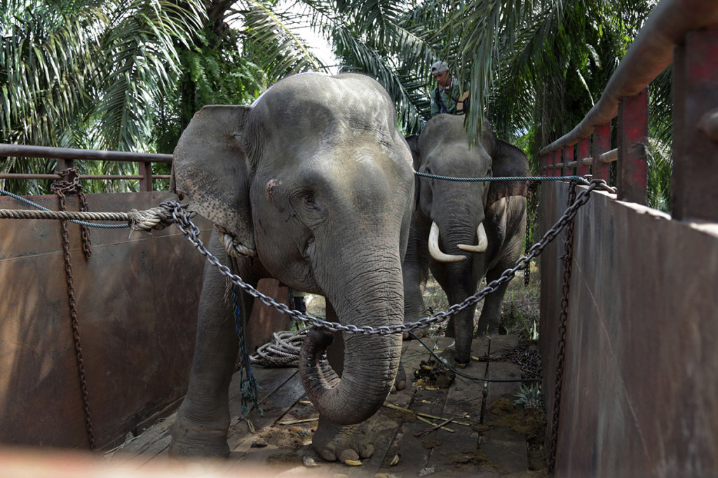Gajah jinak PLG Saree dengan pawang (mahout) menggiring seekor gajah liar (depan) saat dipindahkan ke habitatnya (translokasi) di Kota Subulussalam, Aceh, Minggu, 9 Desember 2018.
