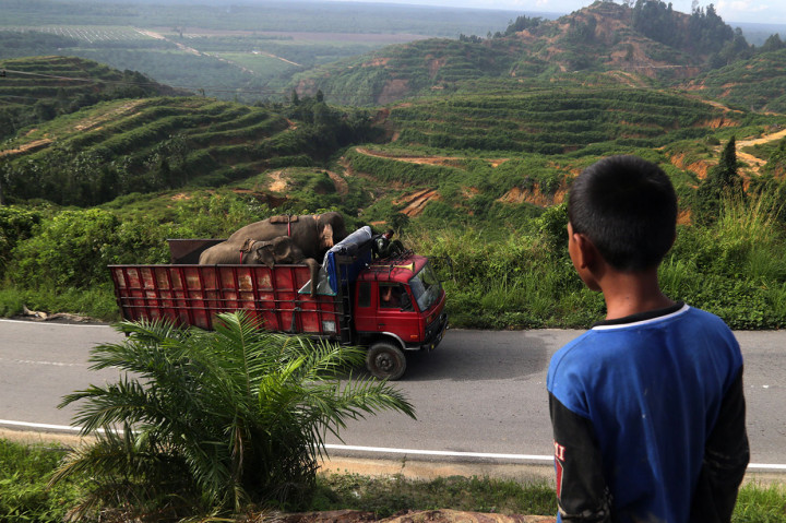 Balai Konservasi Sumber Daya Alam (BKSDA) Aceh bersama beberapa lembaga peduli lingkungan menangkap seekor gajah betina liar berusia 20 tahun yang sejak lima tahun terjebak di kawasan perkebunan untuk dipindahkan ke lokasi lainnya di hutan lindung Bengkung perbatasan Kabupaten Aceh Selatan dan Kota Subulussalam. 