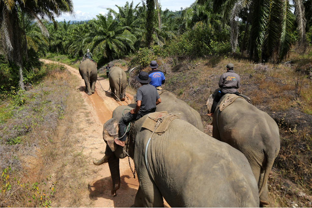 Gajah liar tersebut ditangkap di kawasan perkebunan Desa Tangga Besi, Kecamatan Simpang Kiri, Kota Subulussalam, Aceh, Sabtu, 8 Desember 2018.