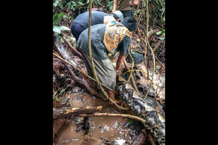 Beberapa warga berusaha menaklukkan ular piton raksasa yang ditemukan di atas air terjun Batu Cincang, Pucuang Anam, Nagaru Tandikek Selatan, Kecamatan Patamuan, Padang Pariaman, Sabtu, 24 November lalu.