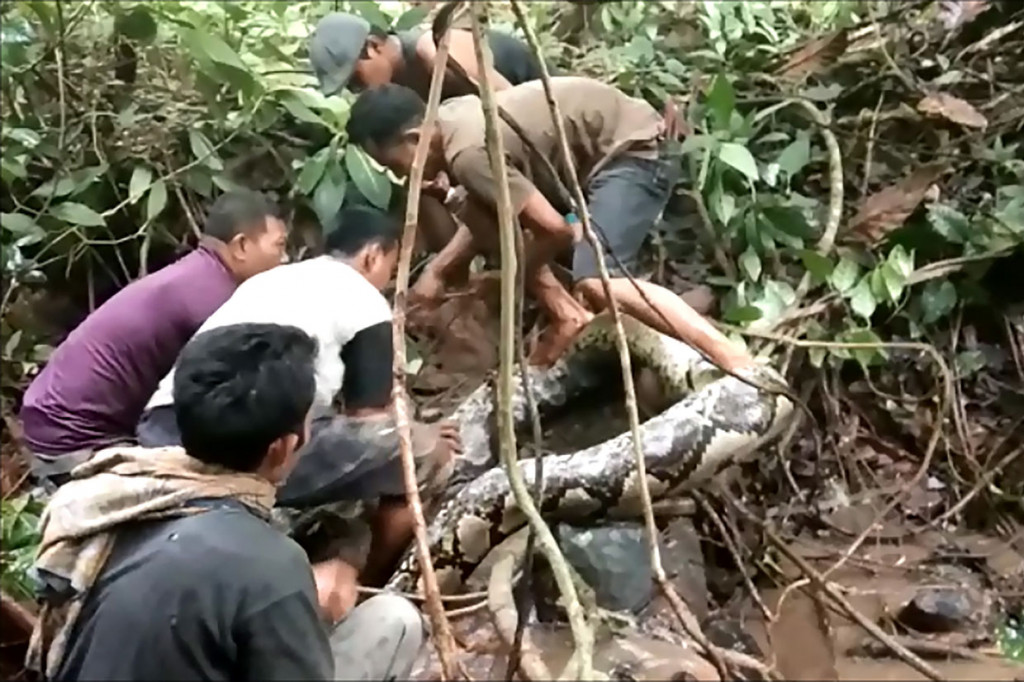 Warga kesulitan menaklukkan ular raksasa tersebut. Dari gambar terlihat lima orang bersusah-payah untuk mengeluarkan ular tersebut dari sarangnya.