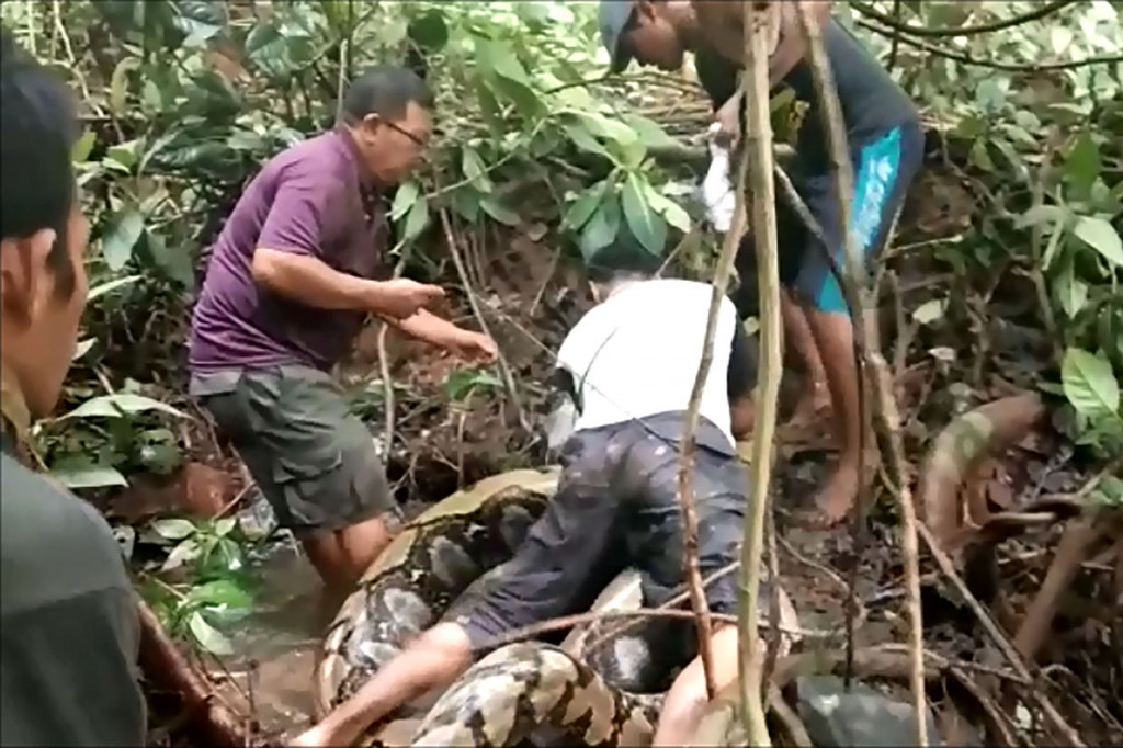Ular raksasa tersebut ditemukan secara tidak sengaja oleh warga saat membersihkan semak-semak untuk mencari belut di pinggir sungai. Warga sebelumnya mengira ular seberat sekitar 100 kg tersebut kayu gelondongan.