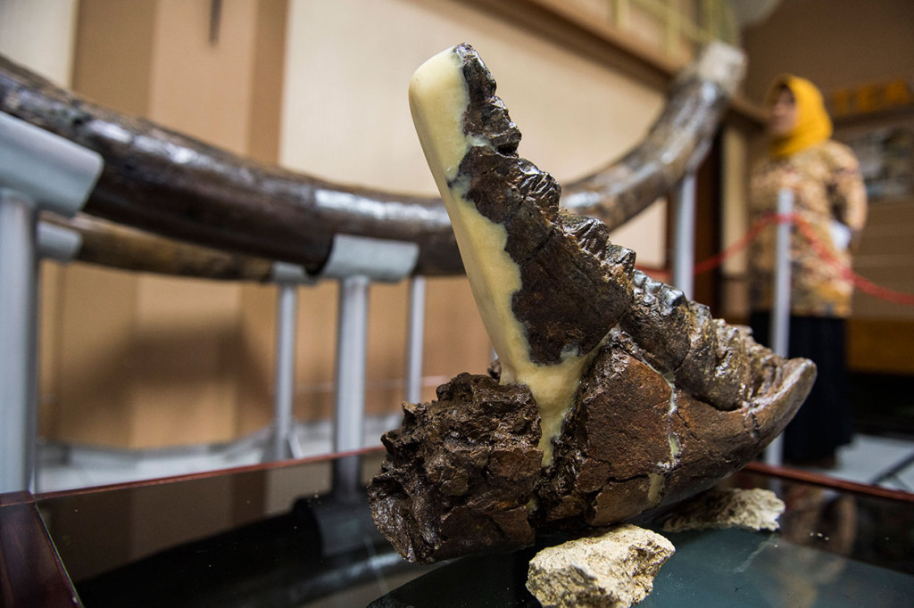 Fosil gading tersebut merupakan yang terbesar dan terlengkap yang pernah ditemukan di Jabar.