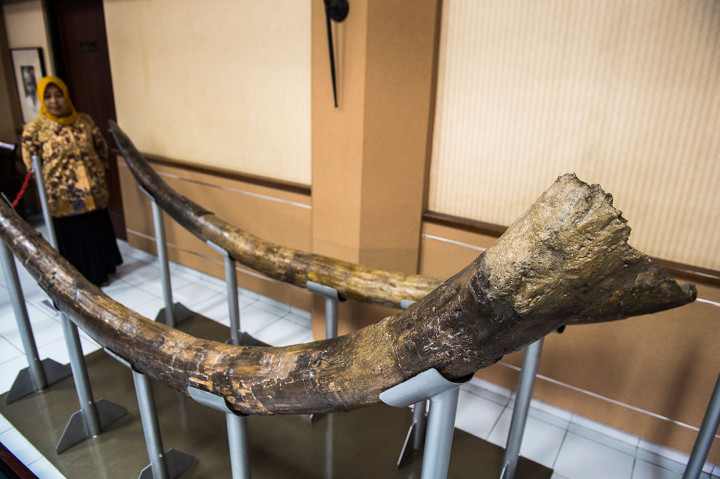 Tim Laboratorium Paleontologi ITB berhasil menemukan sepasang gading stegodon yang berumur Plestosen awal atau sekitar 1,5 juta tahun lalu di Majalengka, Jawa Barat.