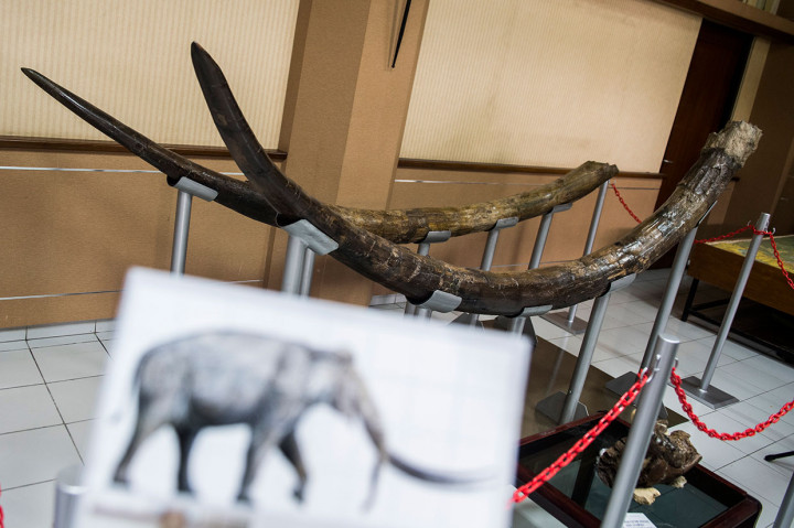 Ukuran fosil gading yang ditemukan memiliki panjang lurus dari ujung ke ujung gading 3.30 meter, sedangkan panjang lengkung 3.60 meter dan berjenis kelamin jantan dengan tinggi badan sekitar 3 meter.